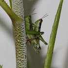 Short-winged Rice Grasshopper