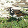 Ruddy turnstone