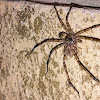 Huntsman Spider