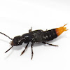 Rove beetle