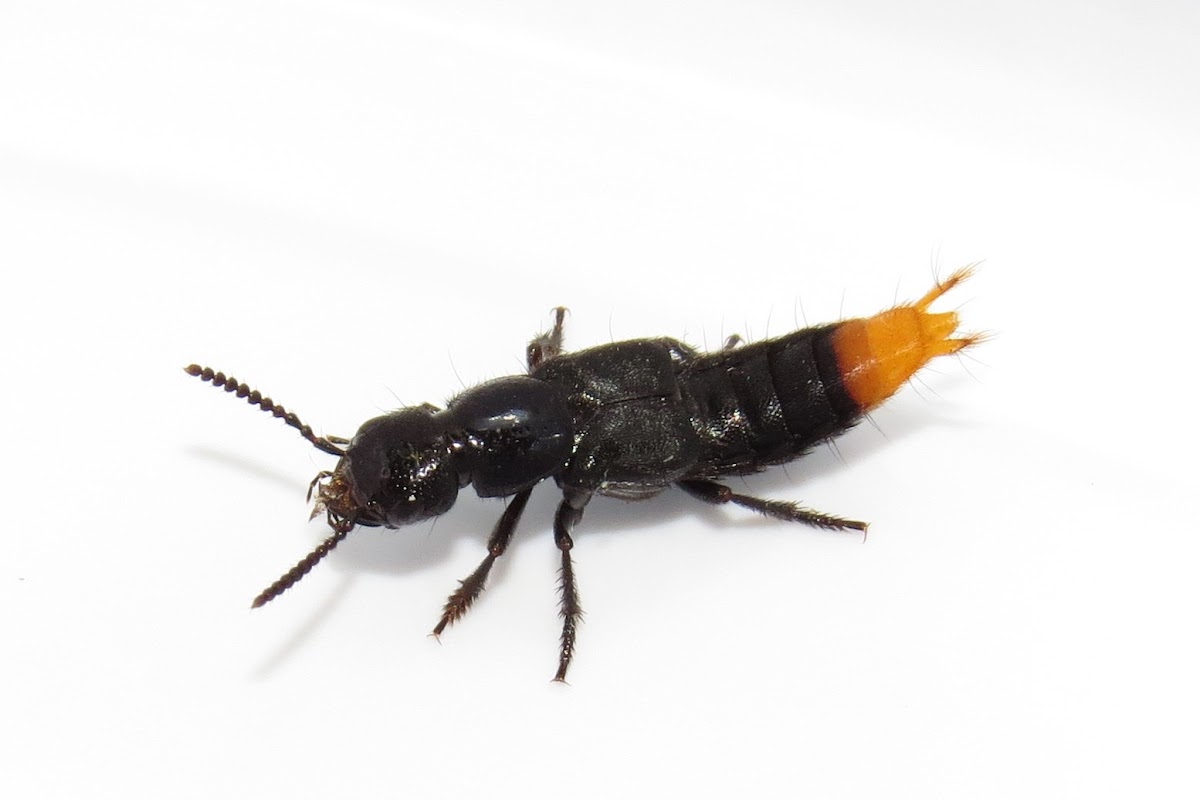 Rove beetle