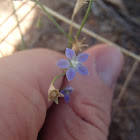 Tadgell's bluebell