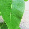 Monarch butterfly caterpillar