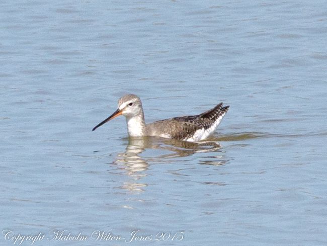 Spotted Redshank; Archibebe Oscuro