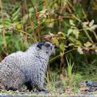 Hoary Marmot