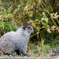 Alaska Marmoteers - Southeast Alaska