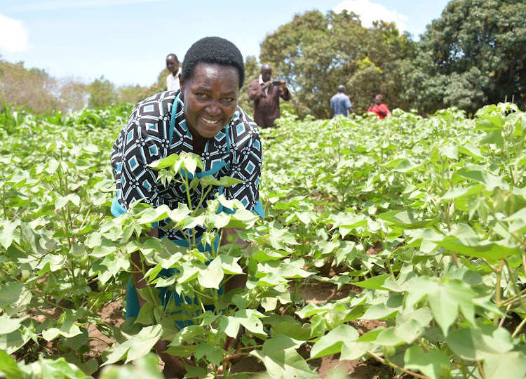 Susan Karani from Hongwe in Lamu county started growing GM cotton in 2021 on two acres and is planning to expand to 10 acres