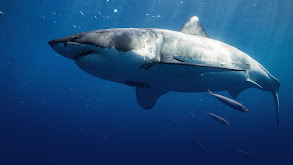 Great White Shark thumbnail