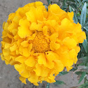 Marigold/ Gyenda phool