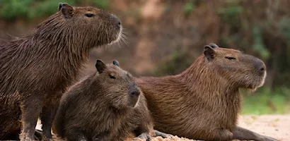 Capybara Clicker - Apps on Google Play