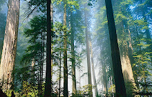 Forest Wallpapers New Tab Theme small promo image