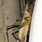 Olive-green Coastal Katydid