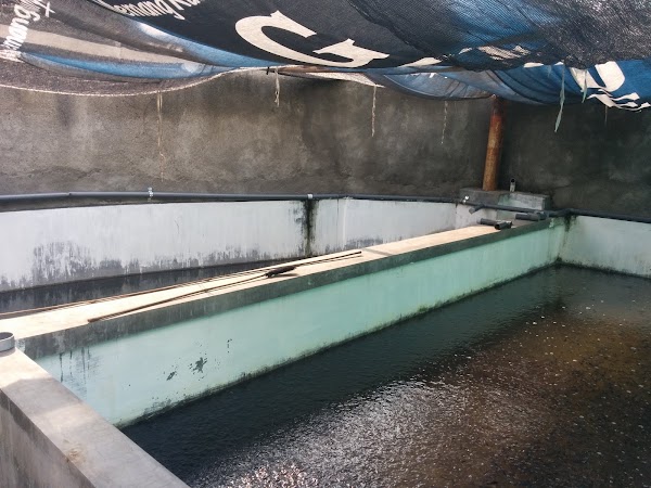 Kelompok Pembudidaya Ikan Mina Makmur