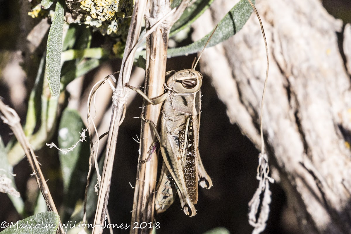 Egyptian Grasshopper