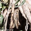 Egyptian Grasshopper