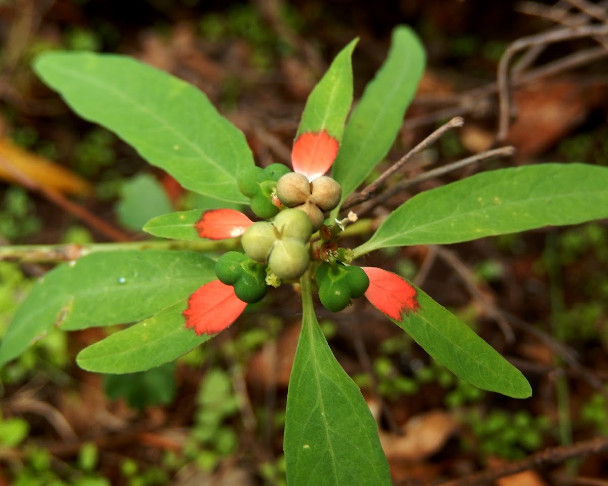 Painted Spurge