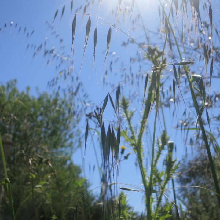 Erba a Primavera di flmessina