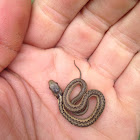 Eastern Garter Snake