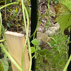 Long tailed skipper (f) & egg