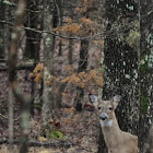 White tail deer