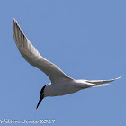 Sandwich Tern; Charrán Patinegro