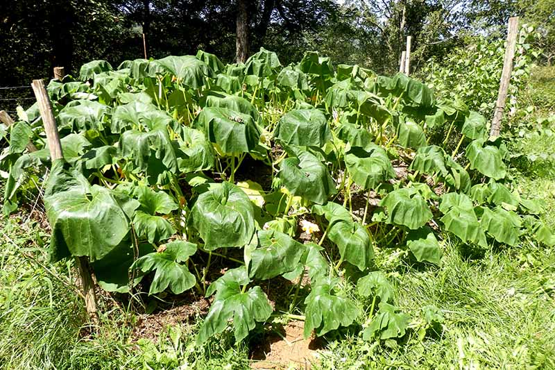 bacterial wilt on pumpkin plants 