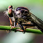 Small Yellow Robber Fly