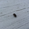 Pill Bug/Roly Poly