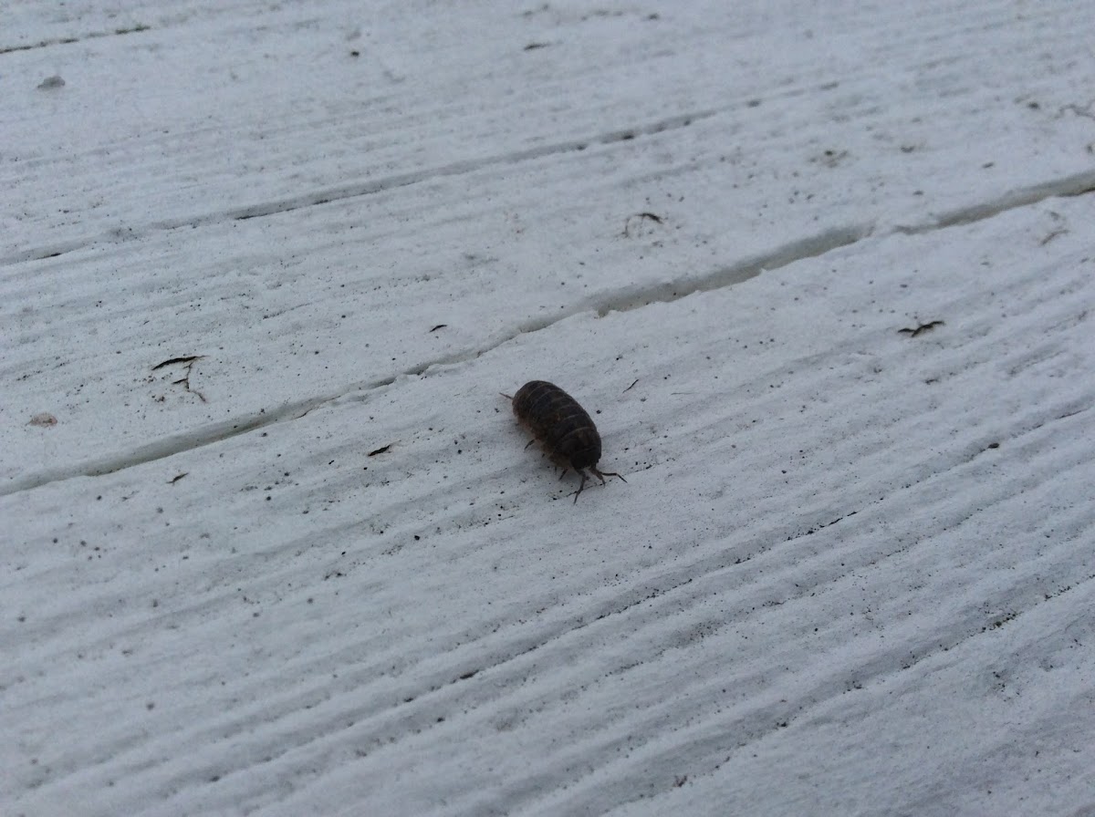 Pill Bug/Roly Poly