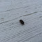 Pill Bug/Roly Poly