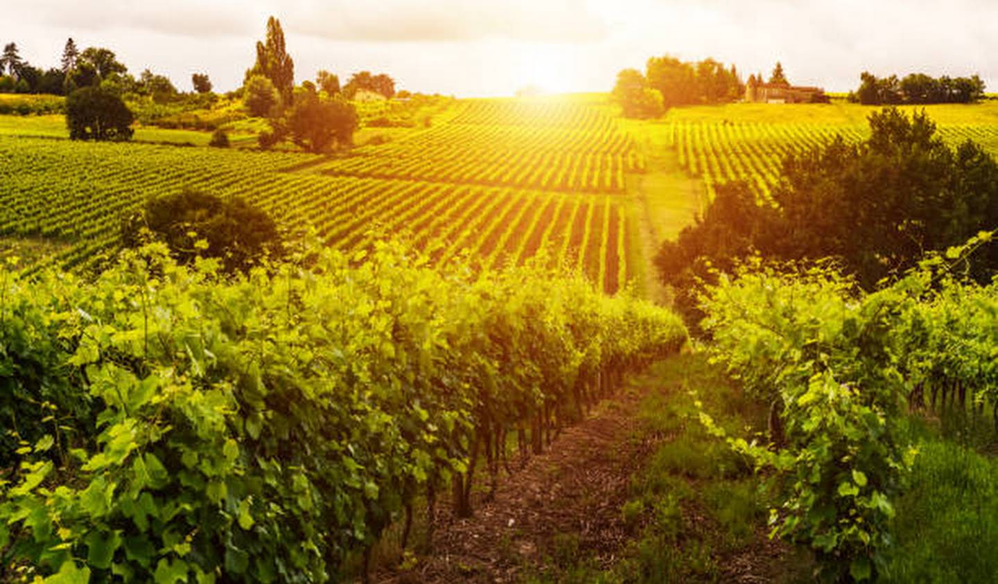 Vineyard with outbuildings Gironde