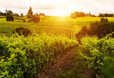 Vineyard with outbuildings 9