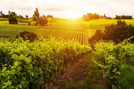 Vignoble avec dépendances