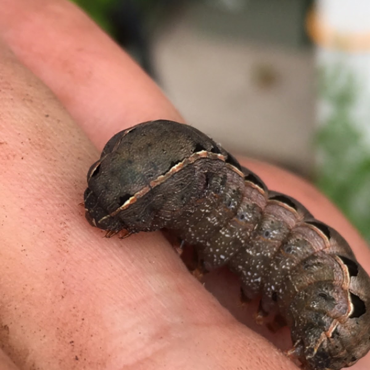 Yellow-striped Armyworm