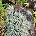 Pixie Cup Lichens