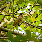 Mountain Bulbul (綠翅短腳鵯)