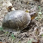 Eastern Box Turtle