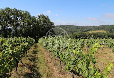 Vineyard 4