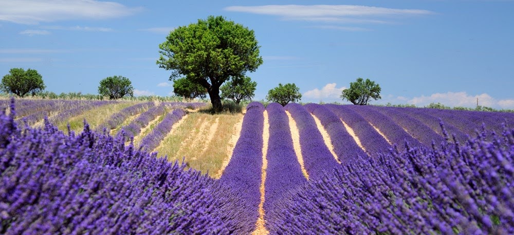 Valensole (Валенсоль), Прованс, Франция - достопримечательности, путеводитель, лавандовые поля на плато Валенсоль