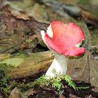 Russula Mushroom