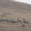 Mule Deer