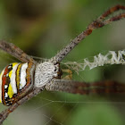 signature spider