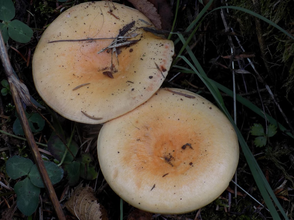 Red pine mushroom