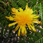 Showy Copper-wire Daisy