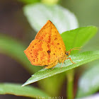 Common Butterfly Moth