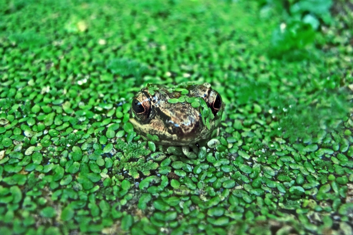 The Prince of Green di Silvio Lorrai