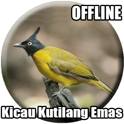 Suara Burung Kutilang Emas Mp3 Apps On Google Play