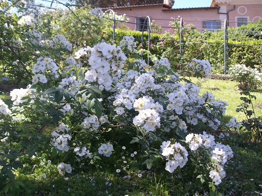 Esplosione di fiori di Francesca89