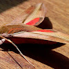 Pale striated hawkmoth ♂