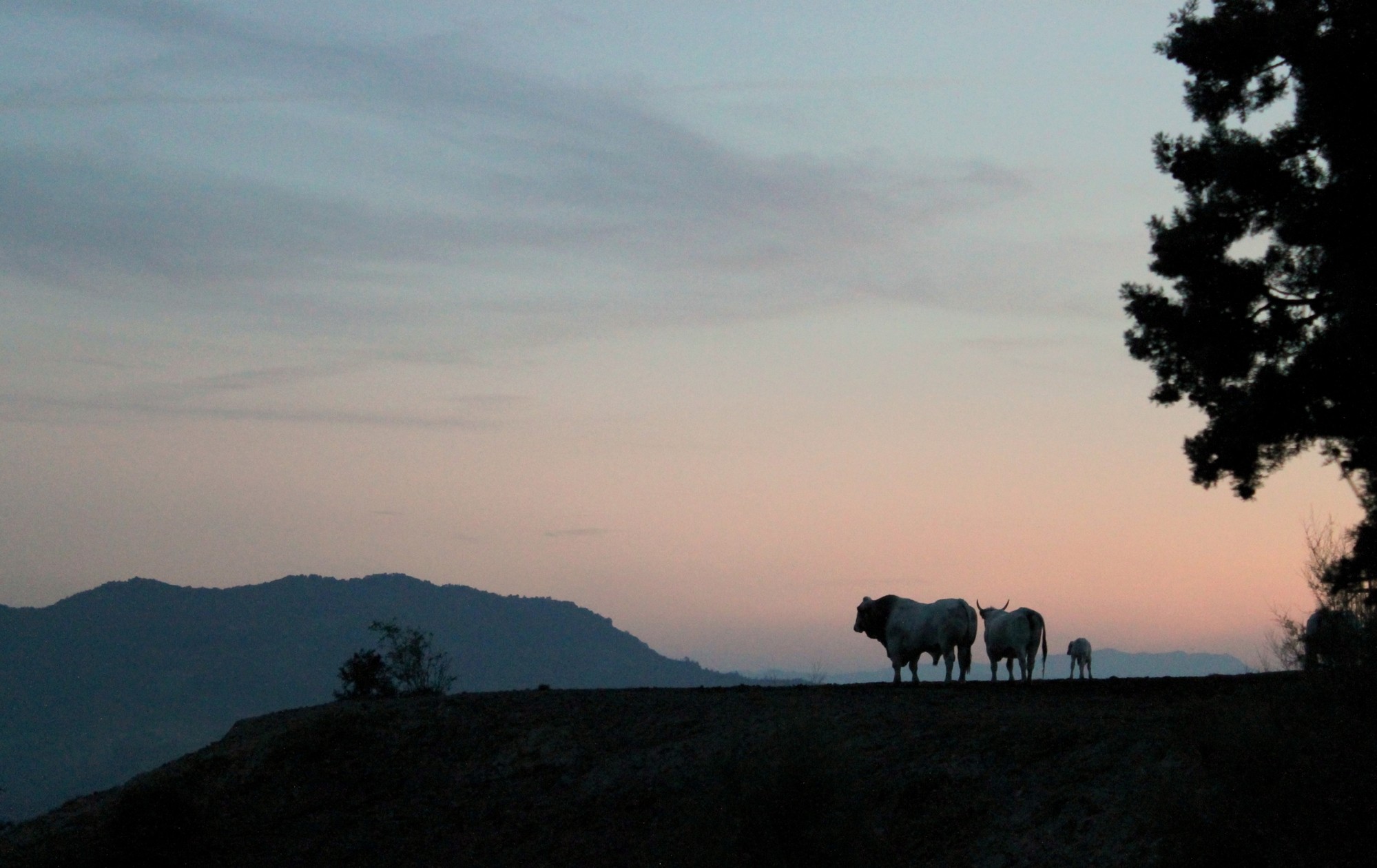 Sguardi al tramonto di Regent